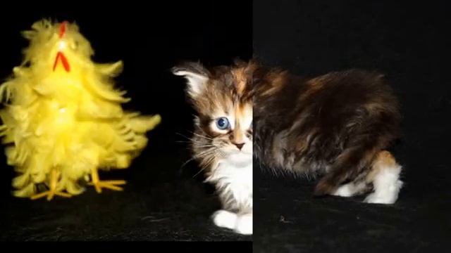 мари хуанна смотреть онлайн