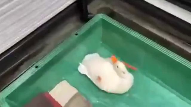 Утка перевернулась смотреть онлайн