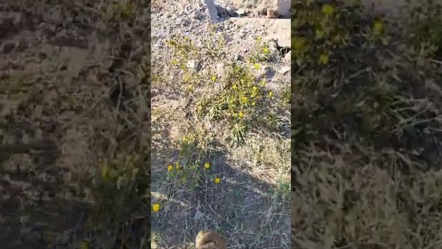 Хаджибейский Лиман Одесса Ловля Змей смотреть онлайн