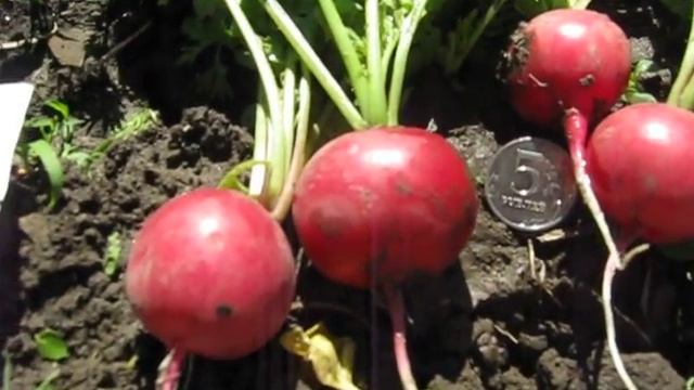 Редиска Сакса РС рекомендую! Что стало с фиолетовой рассадой? БЛИЦ!!! смотреть онлайн