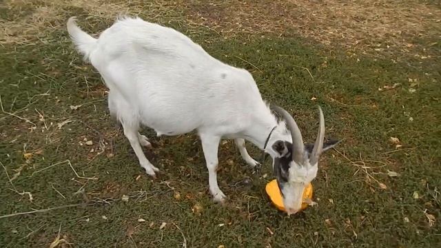КОЗЁЛ НУБИЙСКОЙ ПОРОДЫ. смотреть онлайн