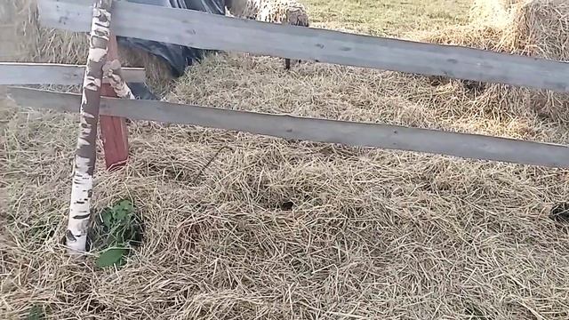 Какая работа каждый день. смотреть онлайн