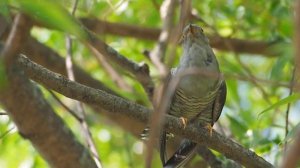 Кукование самца Кукушки обыкновенной (Cuculus canorus)