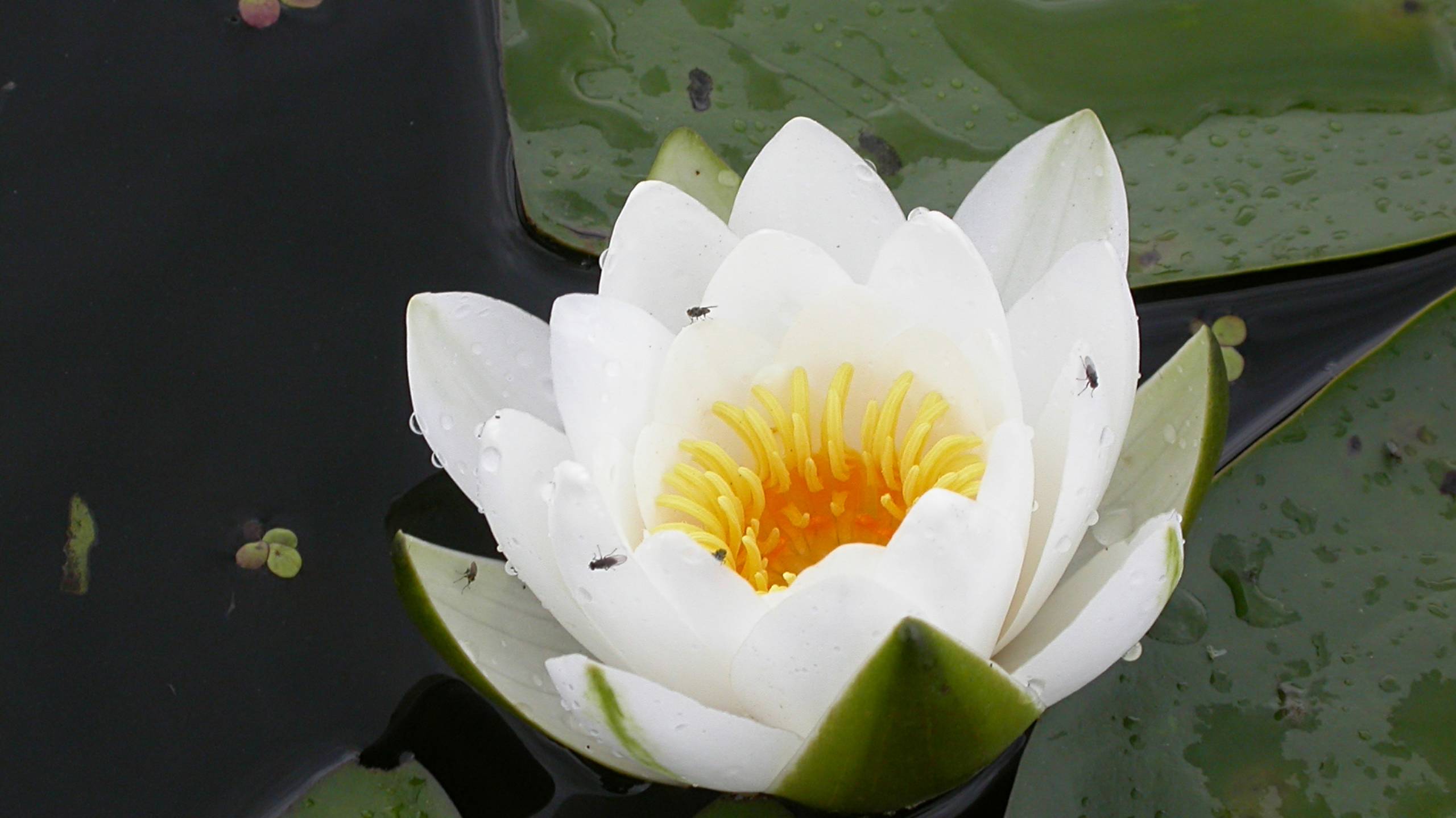 Летние зарисовки