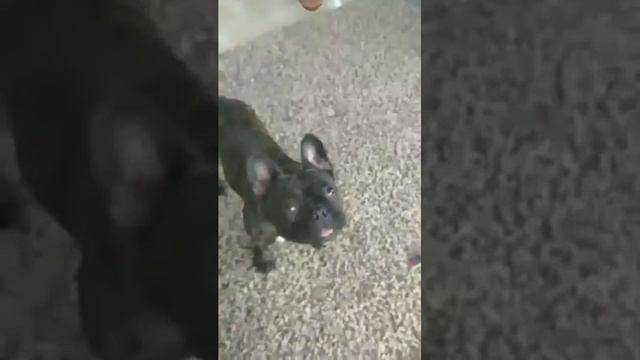 Maks french bulldog | Французский бульдог Макс | Начало смотреть онлайн