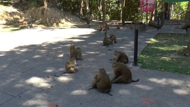 Гора обезьян, Пхукет, Таиланд смотреть онлайн