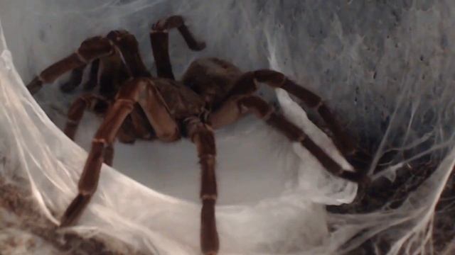 Goliath Birdeater (Theraphosa stirmi) Laying Eggsac TIMELAPSE only смотреть онлайн