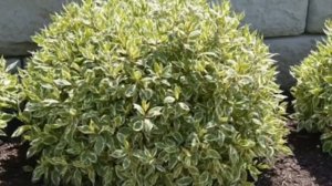 КАК ОБРЕЗАТЬ ДЁРЕН.