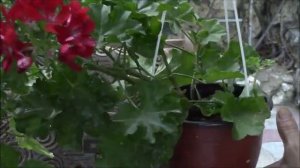 Плющевидная герань.   Как размножать?!