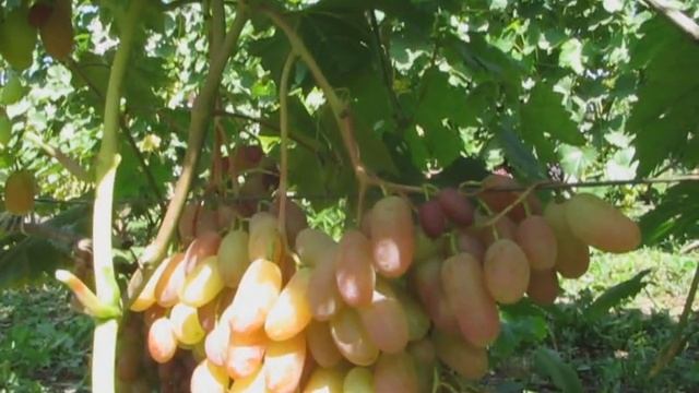 Виноград Преображение смотреть онлайн