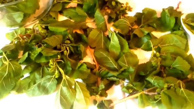 КАК СНИЗИТЬ САХАР В КРОВИ - ШЕЛКОВИЦА (ЛИСТЬЯ И ВЕТОЧКИ), НАРОДНАЯ МЕДИЦИНА. смотреть онлайн