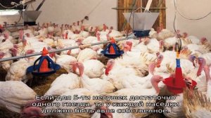 Индейка домашняя