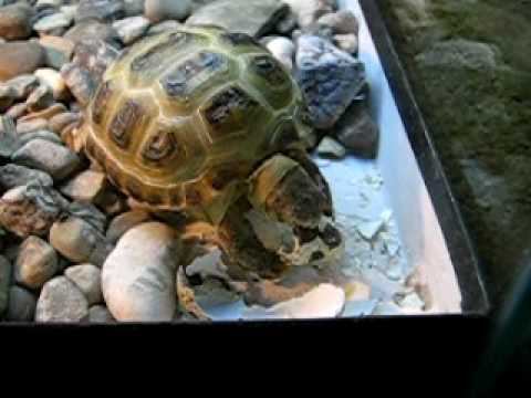 turtle.AVI смотреть онлайн