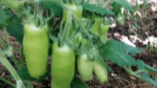 Томат сорта Дрова. смотреть онлайн