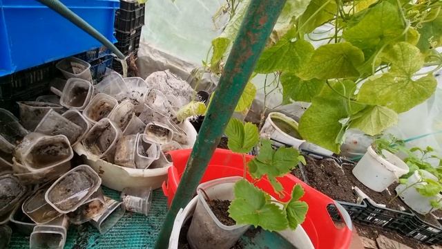 Выращивание ампельной клубники осенью 4317 смотреть онлайн