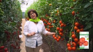 Томаты, устойчивые к болезням. Максимальный урожай томатов при любых условиях. Гибрид Корунд.