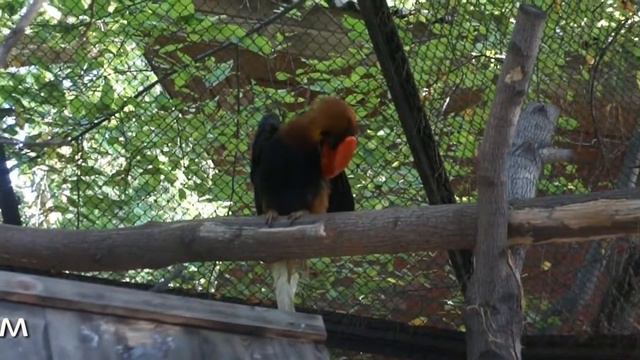Экзотическая птица - огненный гомрай. смотреть онлайн