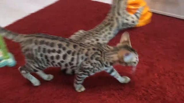 Сервал. Саванна. Наши животные. Питомник Саванн