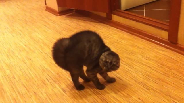 Котэ смотреть онлайн