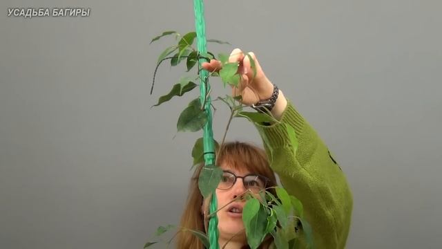 Фикус Бенджамина на штамбе (ч.5). смотреть онлайн