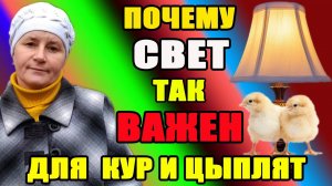 Почему свет так ВАЖЕН для кур и цыплят.
