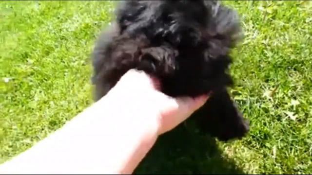 Cockapoo vs Maltipoo - Comparing Two Poodle Mix breeds смотреть онлайн