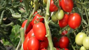 ТОМАТ ДЕТСКАЯ СЛАДОСТЬ суперраний низкорослый сорт. Гавриш.