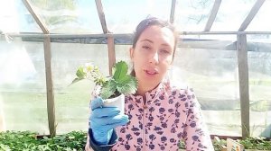 Удалять или не удалять цветоносы первого года на клубнике?? Эксперимент.