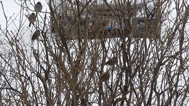 Воробьишки в метель. Vorobyshki in a Blizzard смотреть онлайн