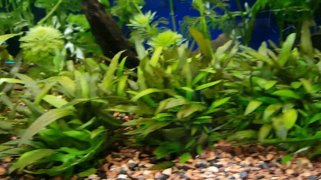 Aquael Glossy with plants смотреть онлайн