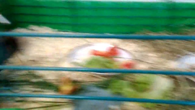 Бегающая морская свинка смотреть онлайн