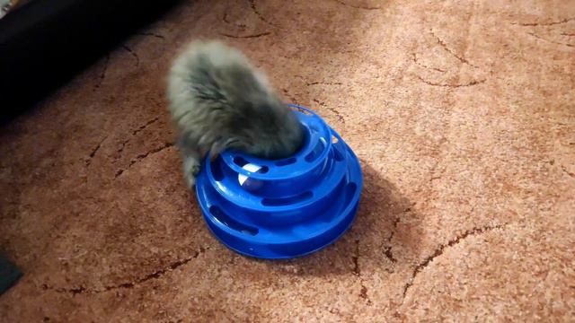 Ни минуты свободного времени... 😊 Котенок Мила🥰 смотреть онлайн