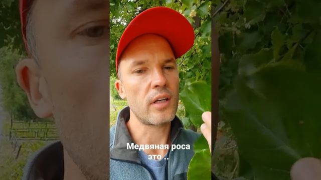 Что такое медвяная роса? смотреть онлайн