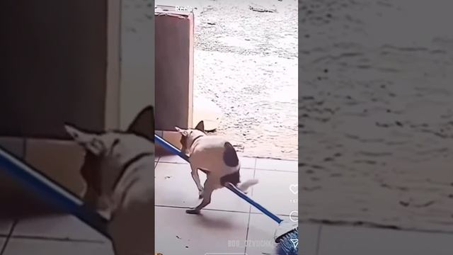 Собакен взлететь не может смотреть онлайн