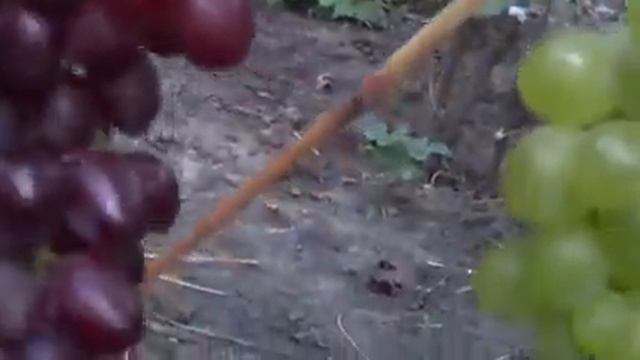 В гостях у Степана Попеску смотреть онлайн