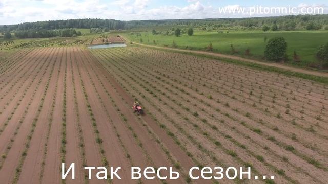 Откуда у нас туи в контейнерах