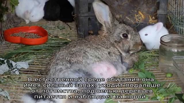 Сколько раз в сутки крольчиха кормит новорожденных крольчат смотреть онлайн