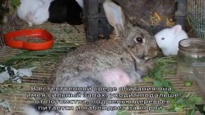 Сколько раз в сутки крольчиха кормит новорожденных крольчат