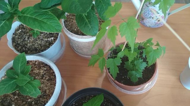 #гортензия #клематис#перец смотреть онлайн