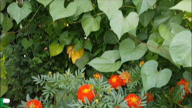 Ипомеи Цветут // Роза Камелот (Camelot)