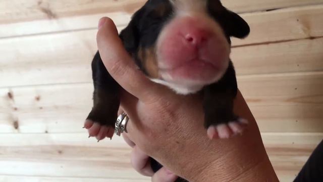 What Color is a Bernese Mountain Dog? смотреть онлайн