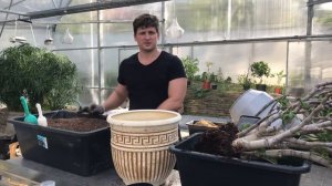 Пересаживаем денежное дерево (Crassula ovata)