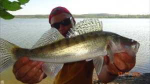 Самый лучший способ ловли судака на живца в июли 2022.