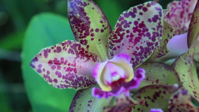 HUGE SPOTTED CATTLEYA - WAIANAE LEOPARD 'CHING-HUA' смотреть онлайн