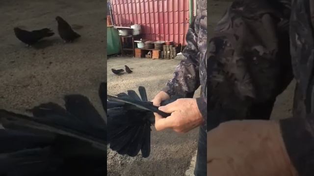 ГОЛУБИ Шкурина. А. И. 22.11.22.г.ч.2. смотреть онлайн