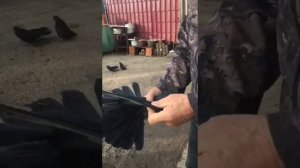 ГОЛУБИ  Шкурина. А. И. 22.11.22.г.ч.2.