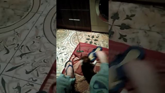 Щенок не отдает шлепки и тапки смотреть онлайн