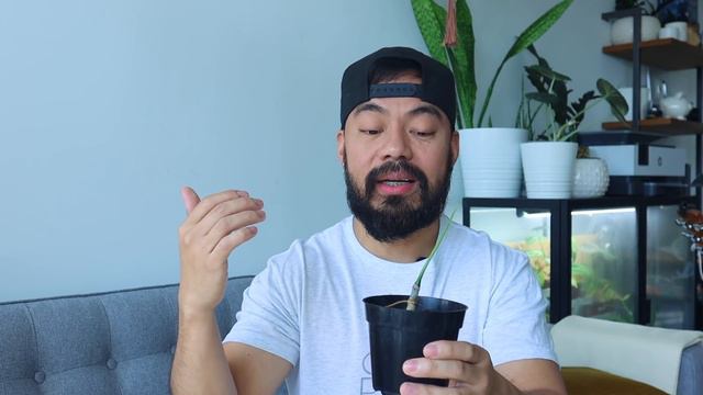 One Year Growth Update | Uncommon Houseplants Side By Side Comparison смотреть онлайн