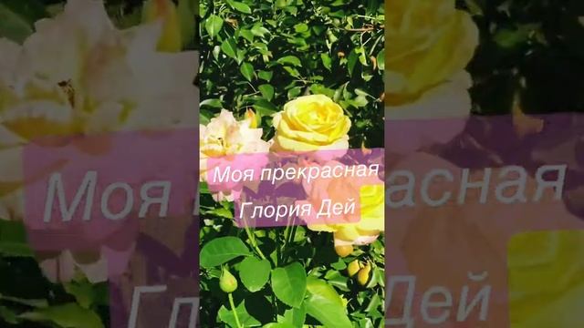 Роза Глория Дей корнесобственная смотреть онлайн