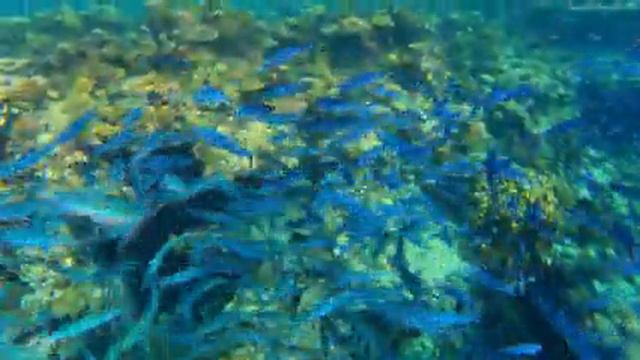 Underwater Harmony 4K ULTRA HD 🐠 Stunning Coral Reef Fish - Tranquil Sleep Meditation Sounds смотреть онлайн